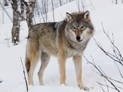 Wolf