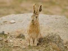 Woolly hare