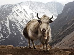 Yak
