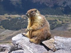 Yellow-bellied marmot