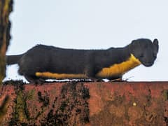 Yellow-bellied weasel