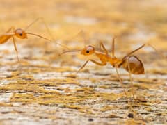 Yellow crazy ant