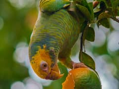Yellow-faced Parrot