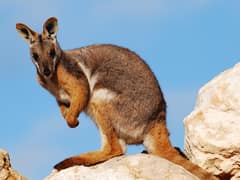 Yellow-footed rock-wallaby