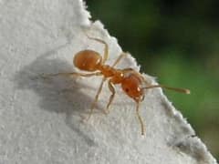 Yellow meadow ant