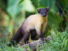 Yellow-throated marten