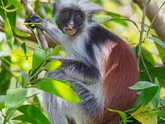 Zanzibar red colobus