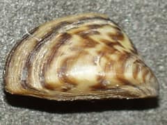 Zebra mussel
