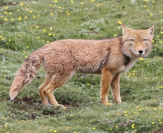 Tibetan fox