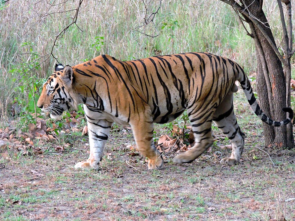 tiger