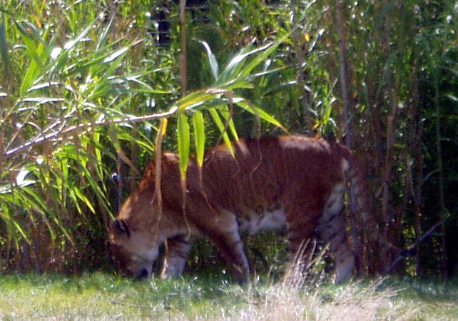 tigon
