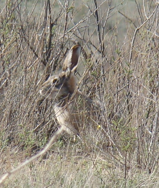 Tolai hare