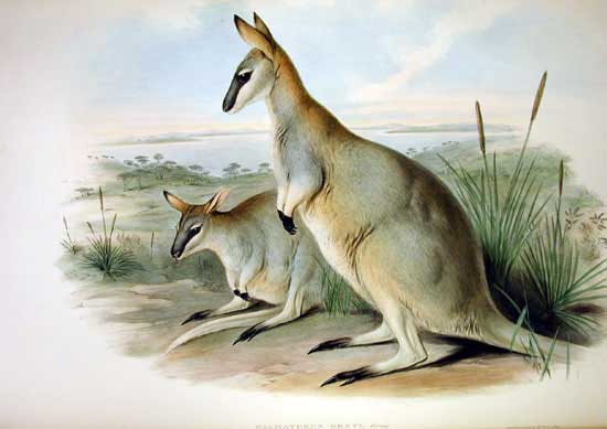 Toolache wallaby
