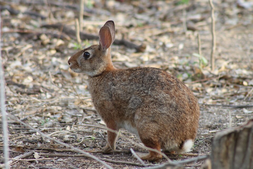 Tres Marias rabbit