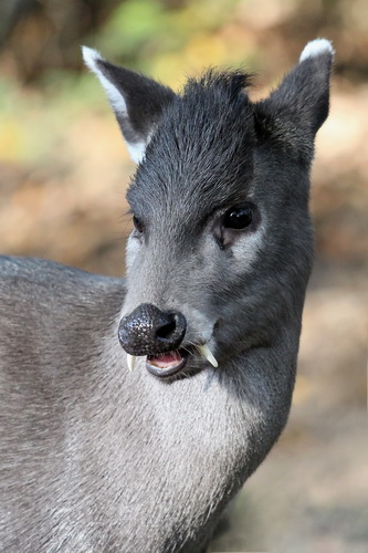 tufted deer