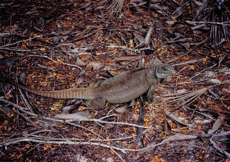 Turks and Caicos rock iguana