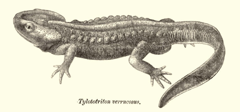 Geknöpfter Birma-Krokodilmolch