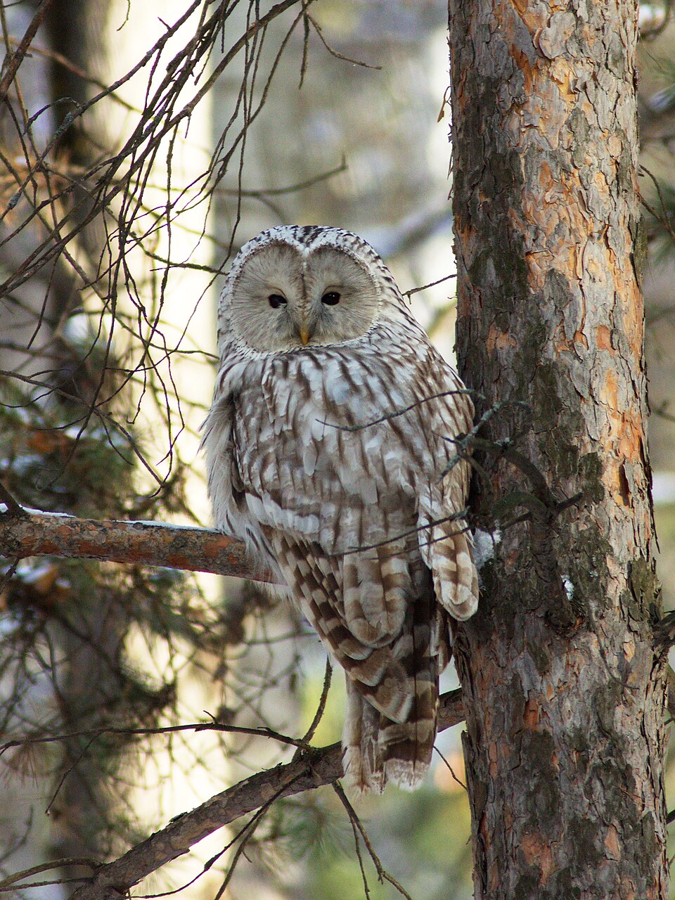 Ural Owl