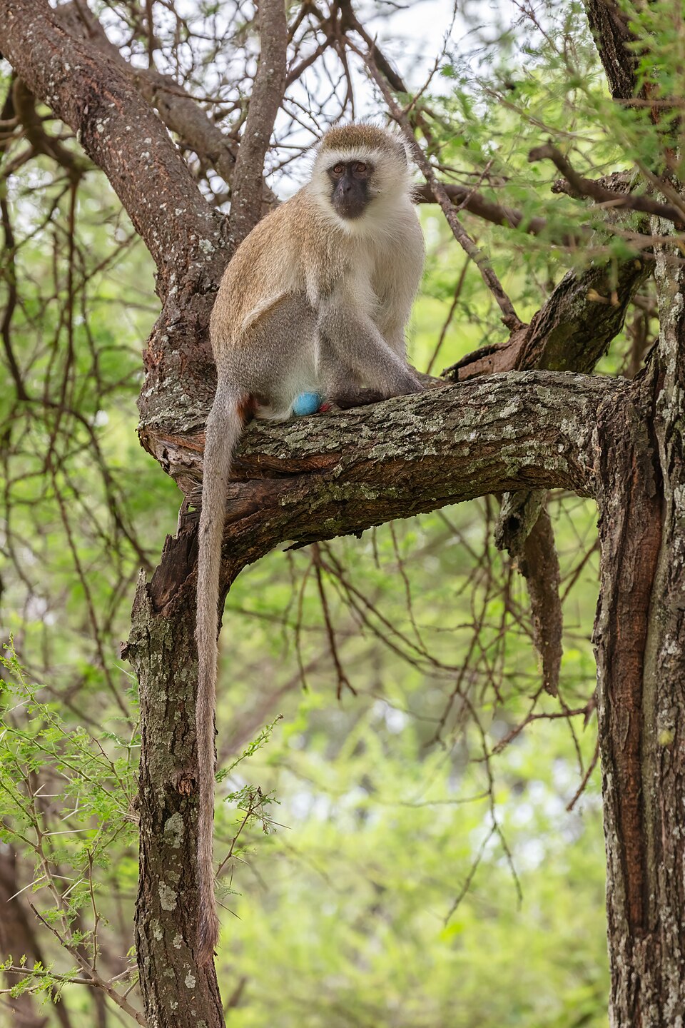 vervet monkey