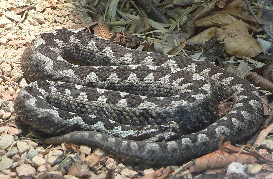 Víbora cornuda