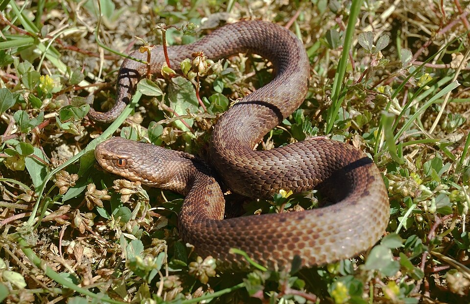 Vibora de Seoane