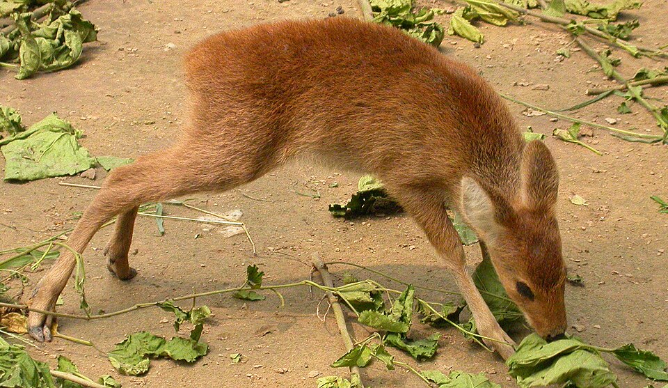 water deer