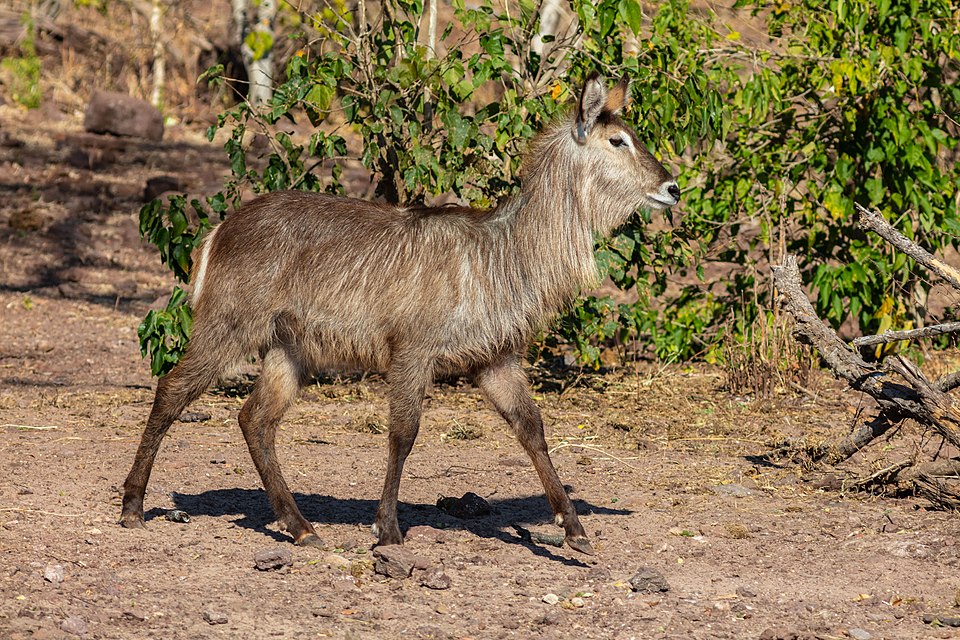 waterbuck