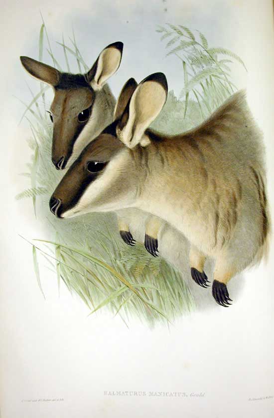 Western brush wallaby