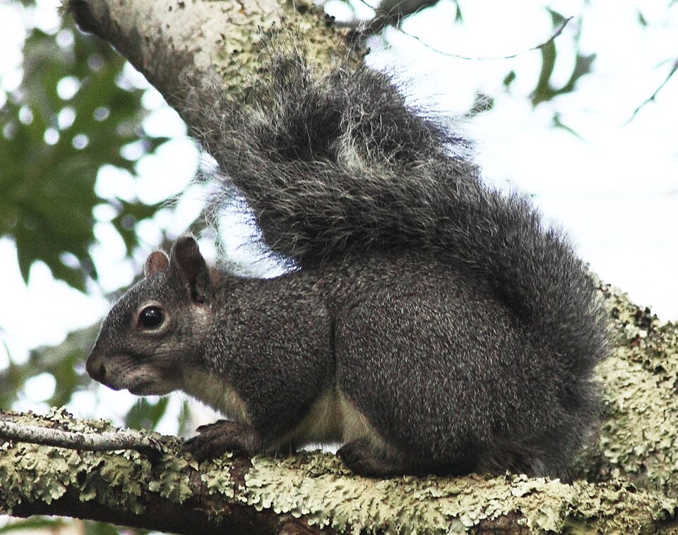 Western gray squirrel
