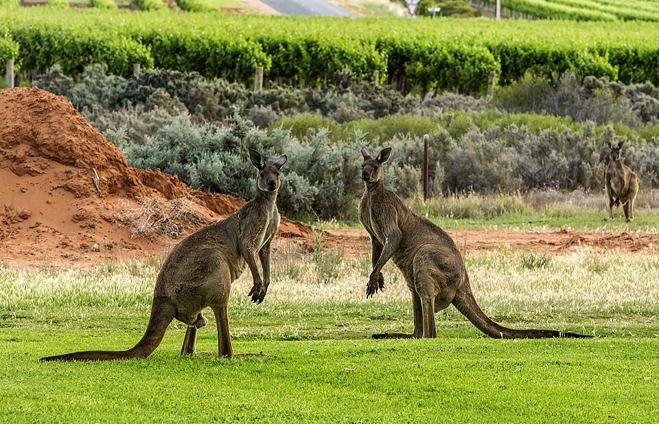 western grey kangaroo
