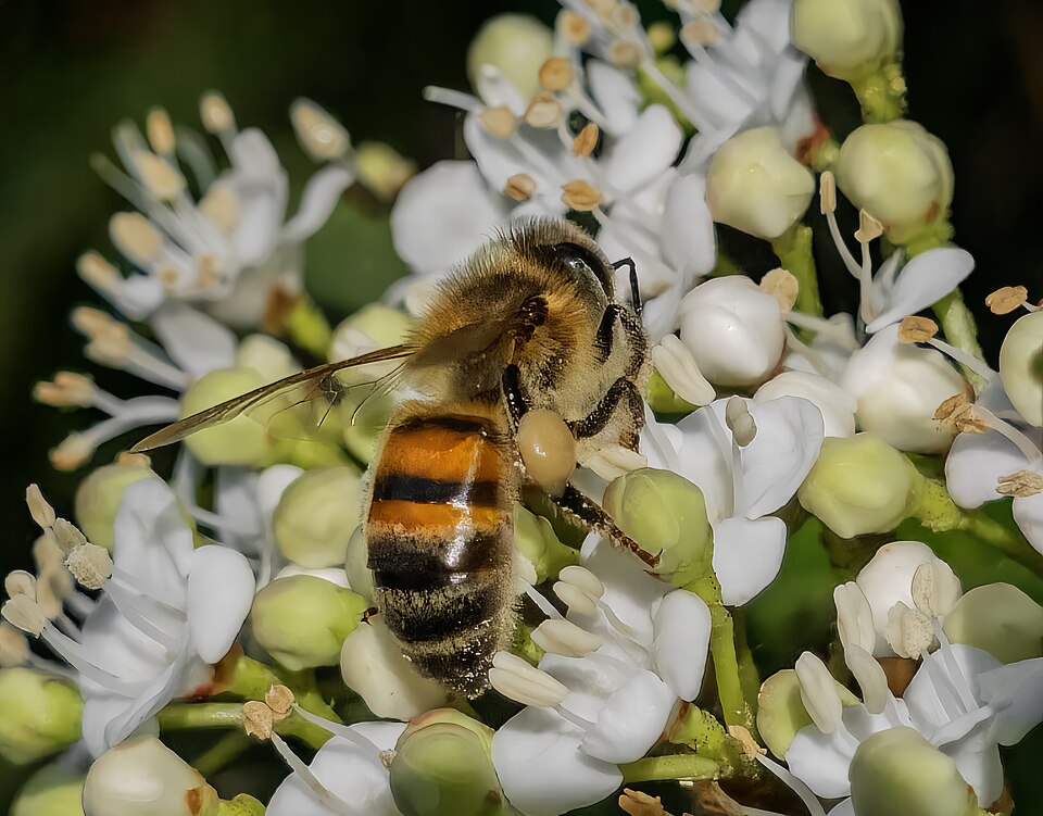 Western honey bee