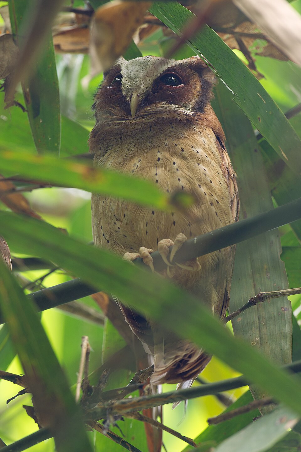 White-fronted Scops Owl