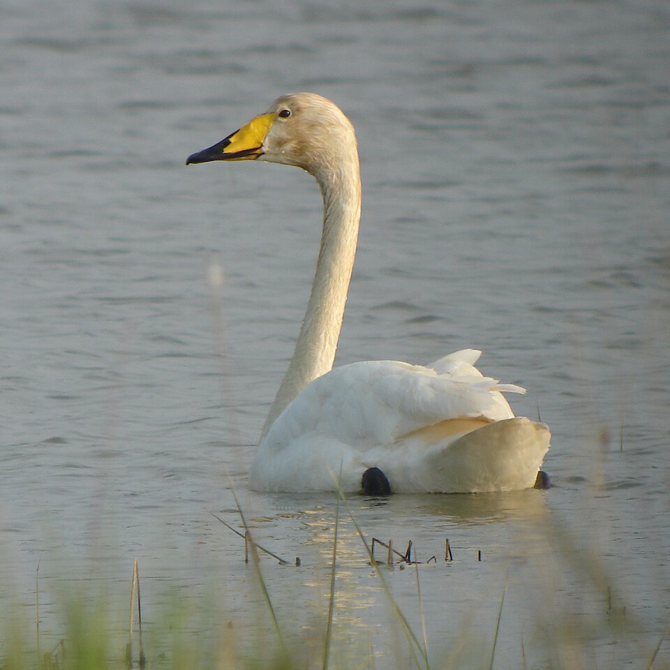 Whooper Swan