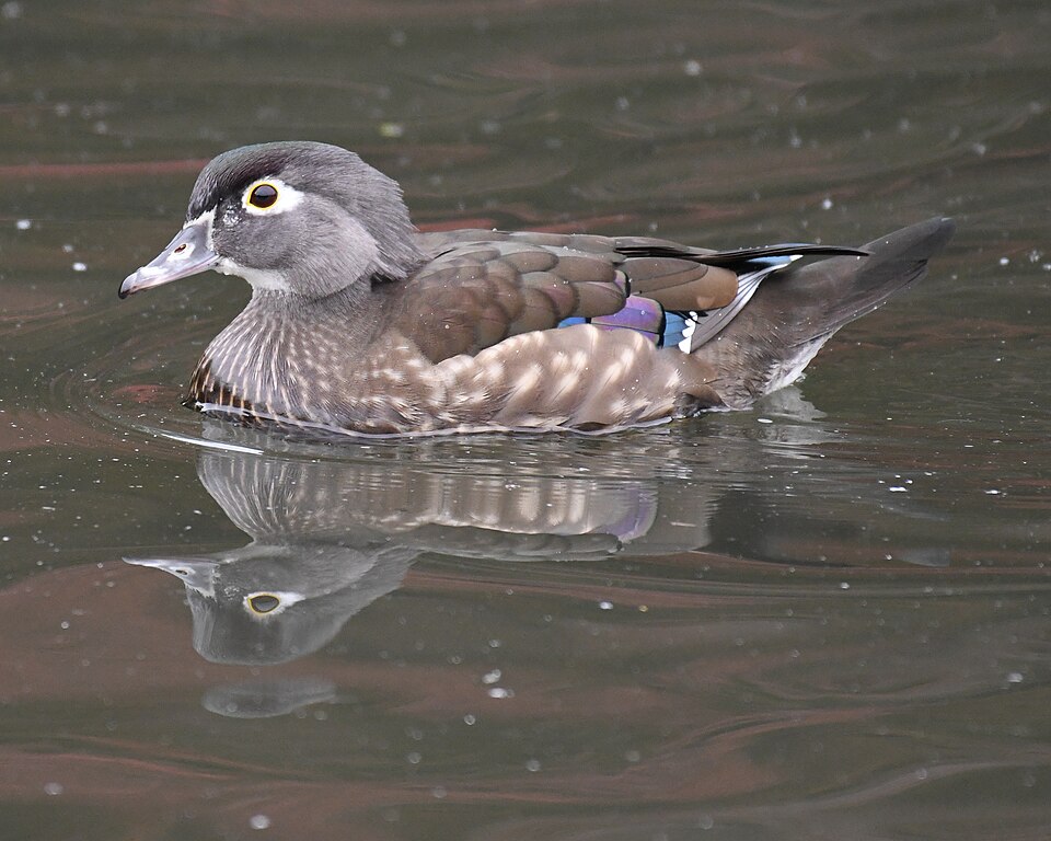 wood duck