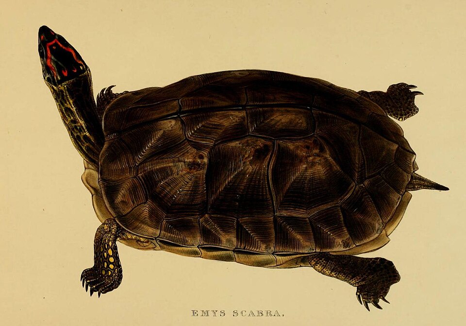 Wood turtle