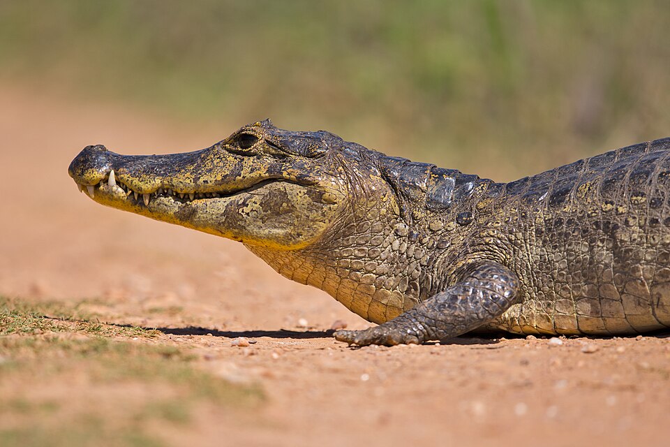 Yacare caiman