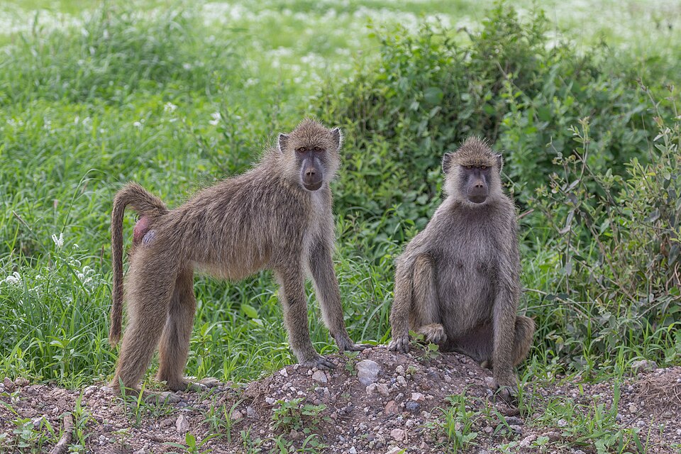 yellow baboon