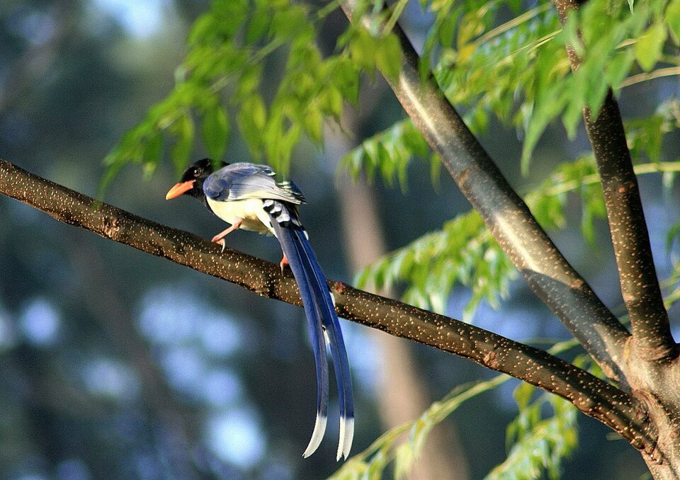 Yellow-billed Blue Magpie