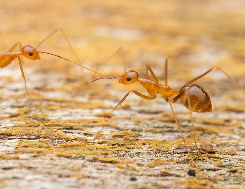 Yellow crazy ant