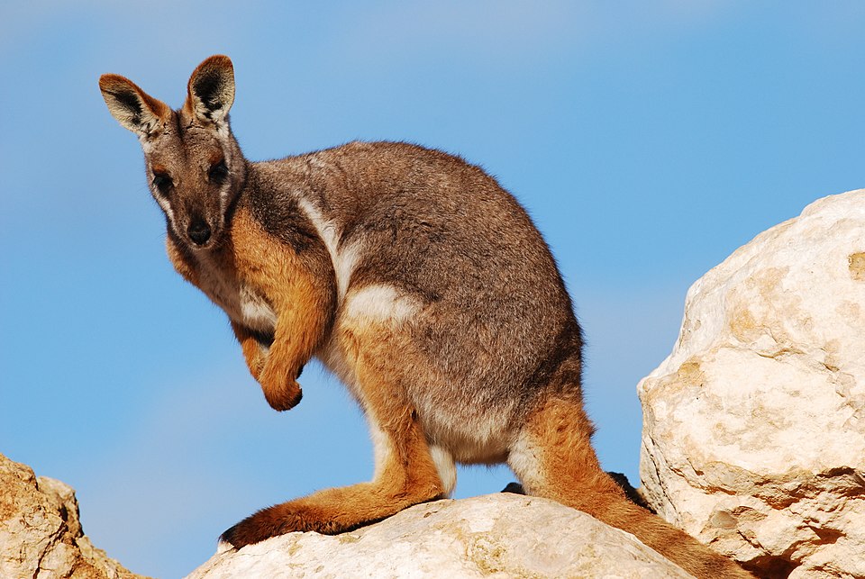 yellow-footed rock-wallaby