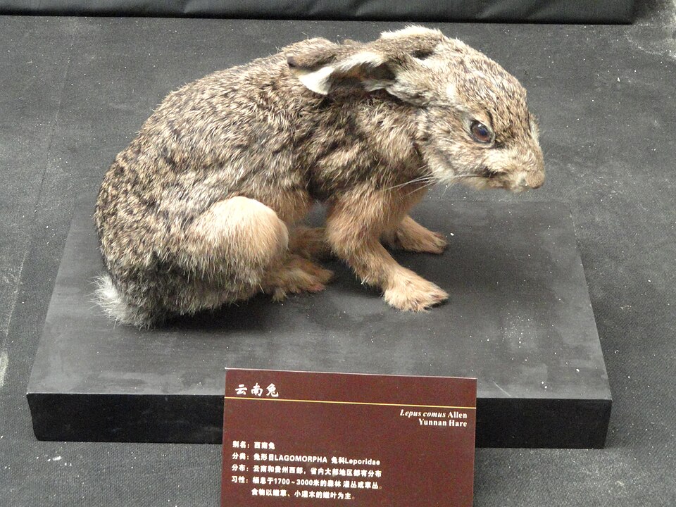 Yunnan hare