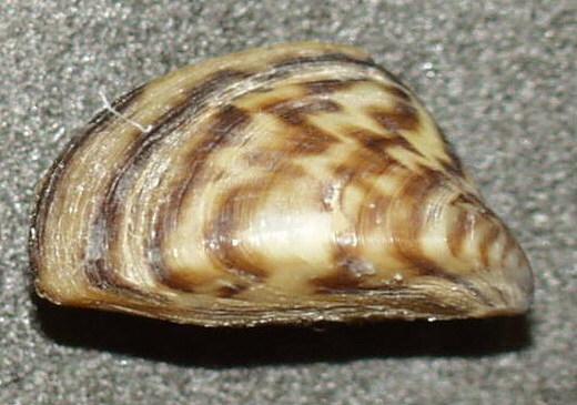 Zebra mussel