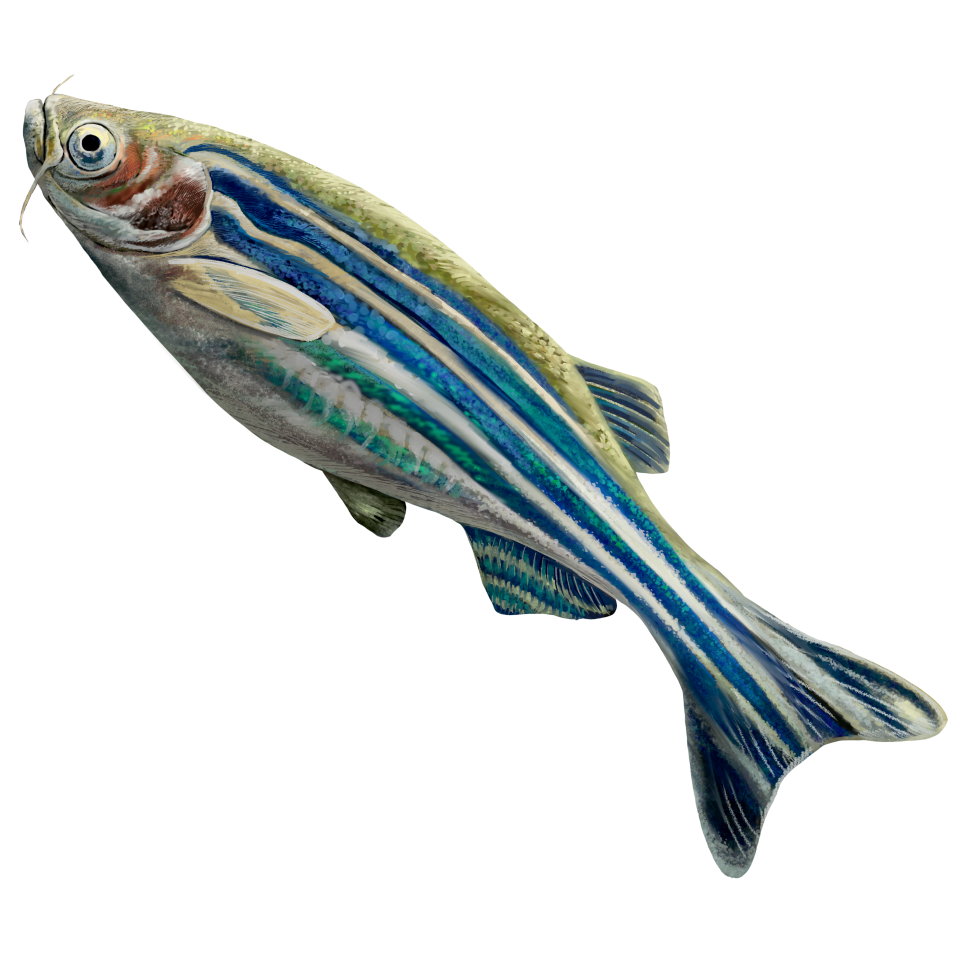 Zebrafish